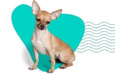 Krátkosrstá čivava