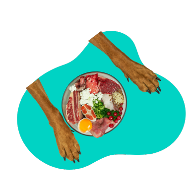 Čo môžu jesť psy?