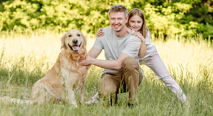 Zlatý retriever - všetky informácie a popis plemena - Zoocial.sk