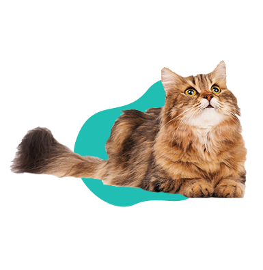 Sibírska mačka: všetky informácie a popis plemena 