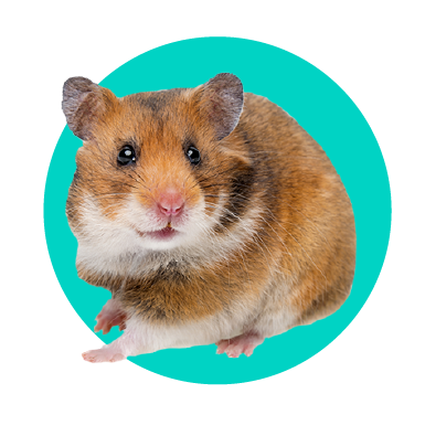 Čo jedia škrečky: čím by ste mali kŕmiť svojho škrečka a čím by ste ho nemali kŕmiť? 