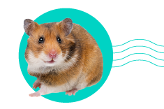 Čo jedia škrečky: čím by ste mali kŕmiť svojho škrečka a čím by ste ho nemali kŕmiť? 