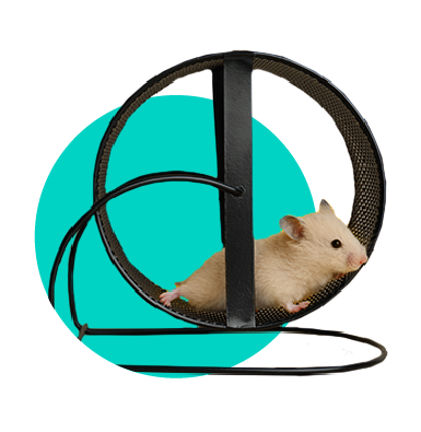 Klietka pre škrečka: akú si vybrať? 