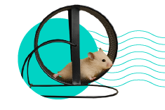 Klietka pre škrečka: akú si vybrať? 