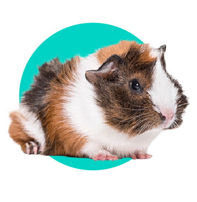 Plemená morčiat: 8 plemien, ktoré sa oplatí poznať