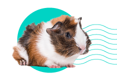 Plemená morčiat: 8 plemien, ktoré sa oplatí poznať