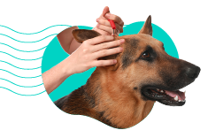 Borelióza u psa: liečba a prognóza. Kedy navštíviť veterinára?