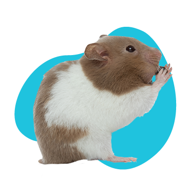 Škrečok pandí: škrečok sýrsky alebo škrečok džungľový? Ktorý druh to je? 