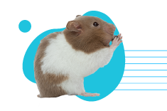 Škrečok pandí: škrečok sýrsky alebo škrečok džungľový? Ktorý druh to je? 