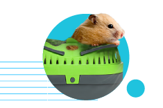 Prepravka pre škrečky: akú vybrať?