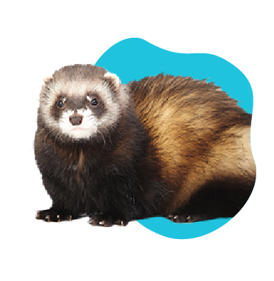 Tchor-fretka verzus fretka: podobnosti a rozdiely