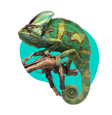 Ako pripraviť terárium pre chameleóna? Sprievodca krok za krokom