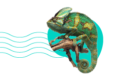 Ako pripraviť terárium pre chameleóna? Sprievodca krok za krokom