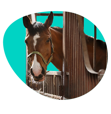 Ako vyrobiť box pre koňa, aby spĺňal všetky potrebné požiadavky zvieraťa?