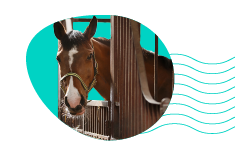 Ako vyrobiť box pre koňa, aby spĺňal všetky potrebné požiadavky zvieraťa?