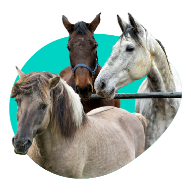 Poľské plemená koní. Ktoré plemená sa tešia uznaniu?