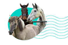 Poľské plemená koní. Ktoré plemená sa tešia uznaniu?