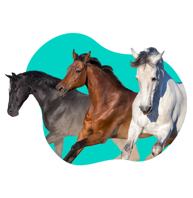 Srsť koňa: naučte sa identifikovať konskú srsť