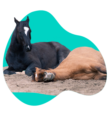 Ako spia kone? Zistite, v akej polohe sa koňom spí najpohodlnejšie