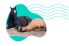 Ako spia kone? Zistite, v akej polohe sa koňom spí najpohodlnejšie