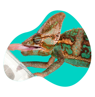 Hryzie chameleón? Vysvetľujeme