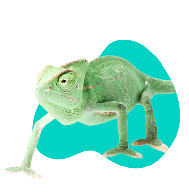 Chameleón jemenský: popis druhu a všetky informácie