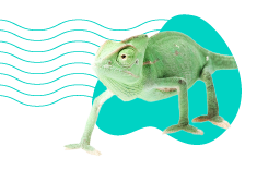 Chameleón jemenský: popis druhu a všetky informácie