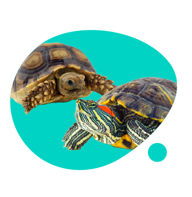 Koľko stojí korytnačka? Zistite, koľko stojí kúpa korytnačky