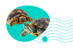 Koľko stojí korytnačka? Zistite, koľko stojí kúpa korytnačky