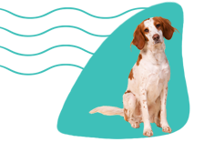 Červeno-biely írsky seter