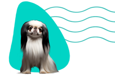 Japan Chin - japonský čin