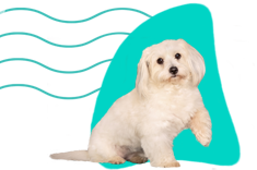 Coton de Tuléar 