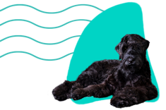 Čierny ruský teriér