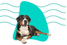 Veľký švajčiarsky ovčiak