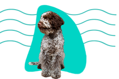 Lagotto romagnolo