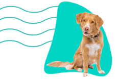 Nova scotia kačací tolling retriever 