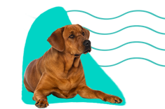 Dánska doga (broholmer)