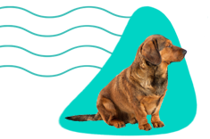 Alpský krátkosrstý stavač