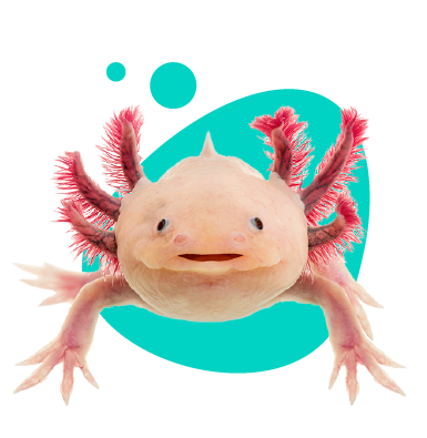 Axolotl (mexický ambystoma): úplné informácie a opis druhu