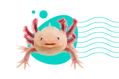 Axolotl (mexický ambystoma): úplné informácie a opis druhu