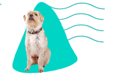 Holandský hladkosrstý pes