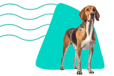 Beagle Harrier