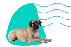 Kangal
