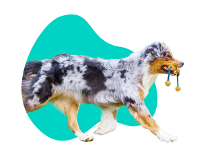 Austrálsky ovčiak amerického typu 