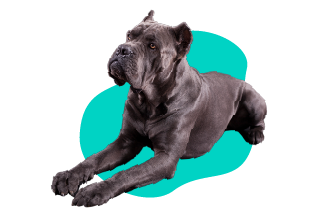 Taliansky cane corso