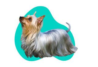 Austrálsky silky teriér