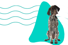 Gaskoňský pointer