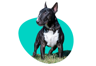 Miniatúrny bulteriér