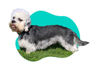 Dandie dinmont teriér