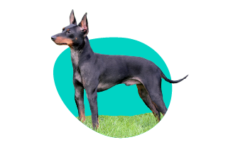 Anglický toy teriér 